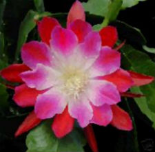 (image for) Epiphyllum Plant Care - Click Image to Close